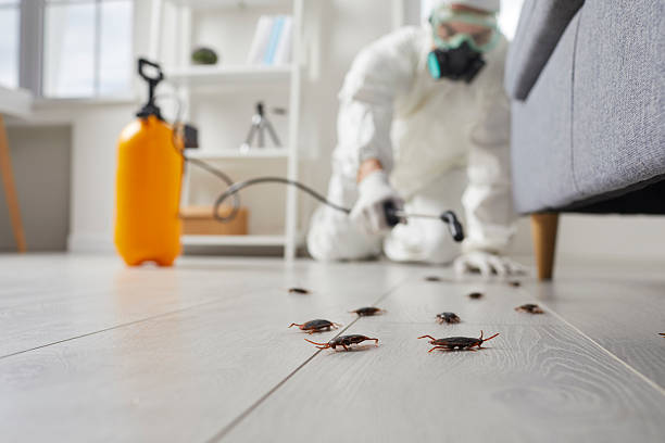 Post-Treatment Bed Bug Interceptor Monitoring in Overlea